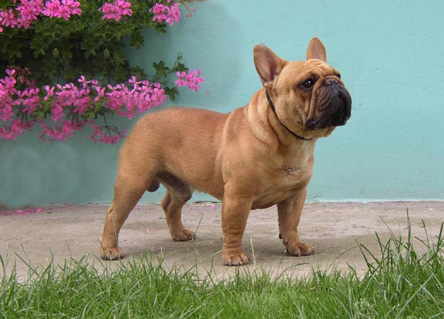 Shark bloodline french shops bulldog