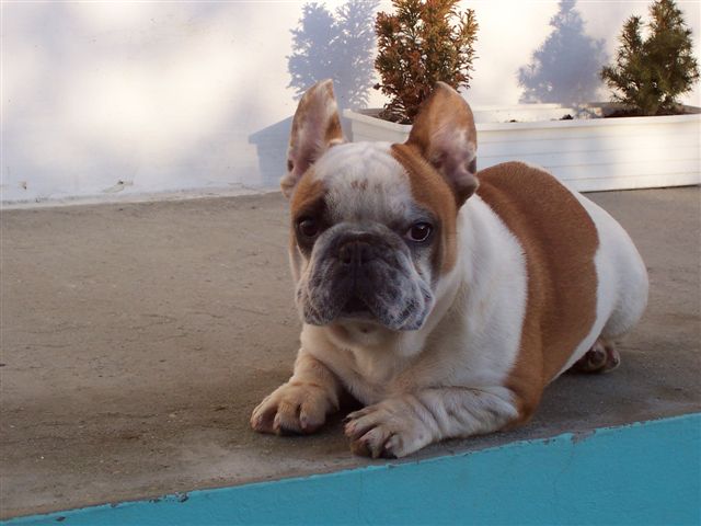 Shark bloodline french shops bulldog